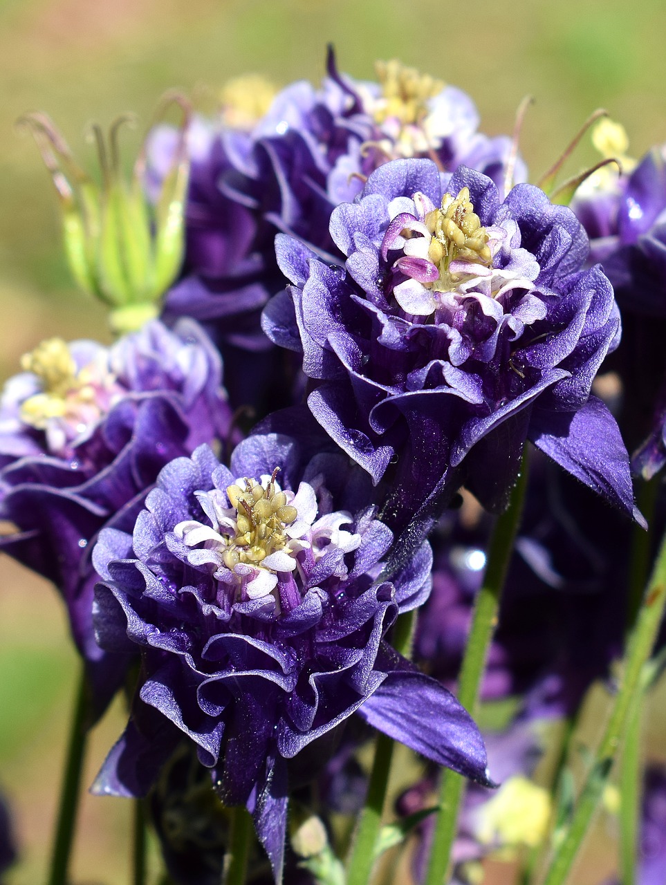 rain-wet columbine rain drops full bloom free photo