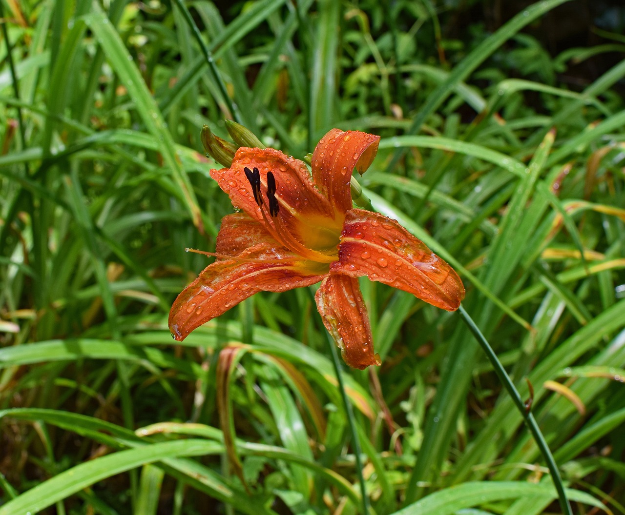 rain-wet daylily rain flower free photo