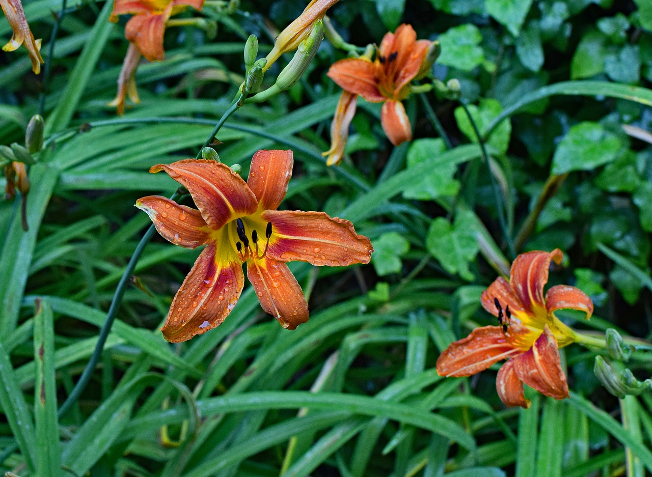 rain-wet daylily rain flower free photo