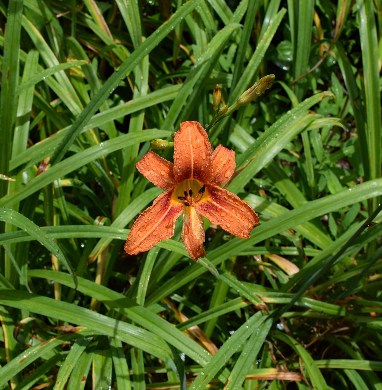 rain-wet daylily rain flower free photo