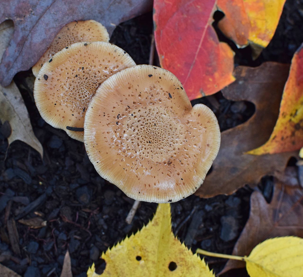 rain-wet fall mushrooms mushroom fungi free photo