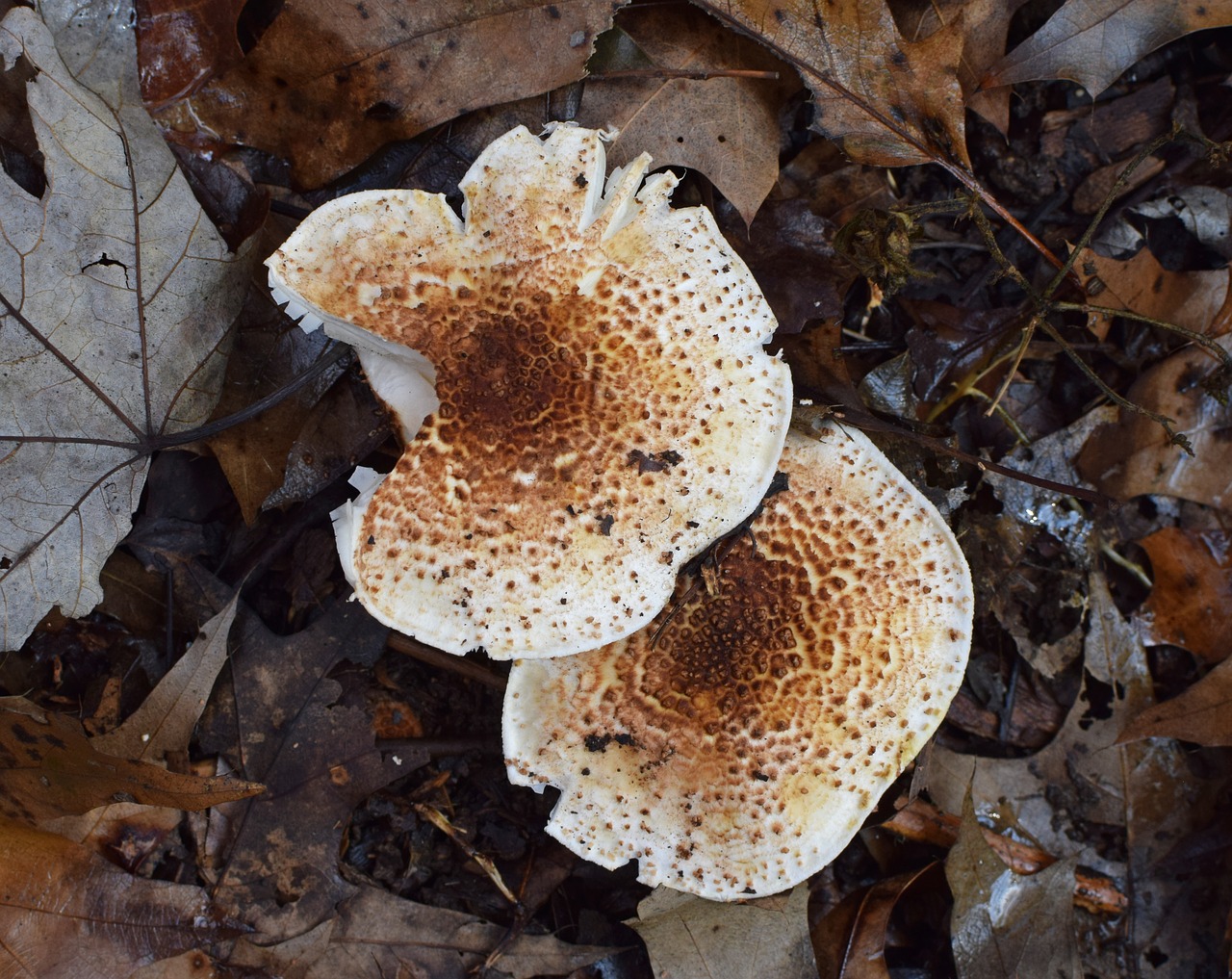 rain-wet fall mushrooms mushroom fungi free photo