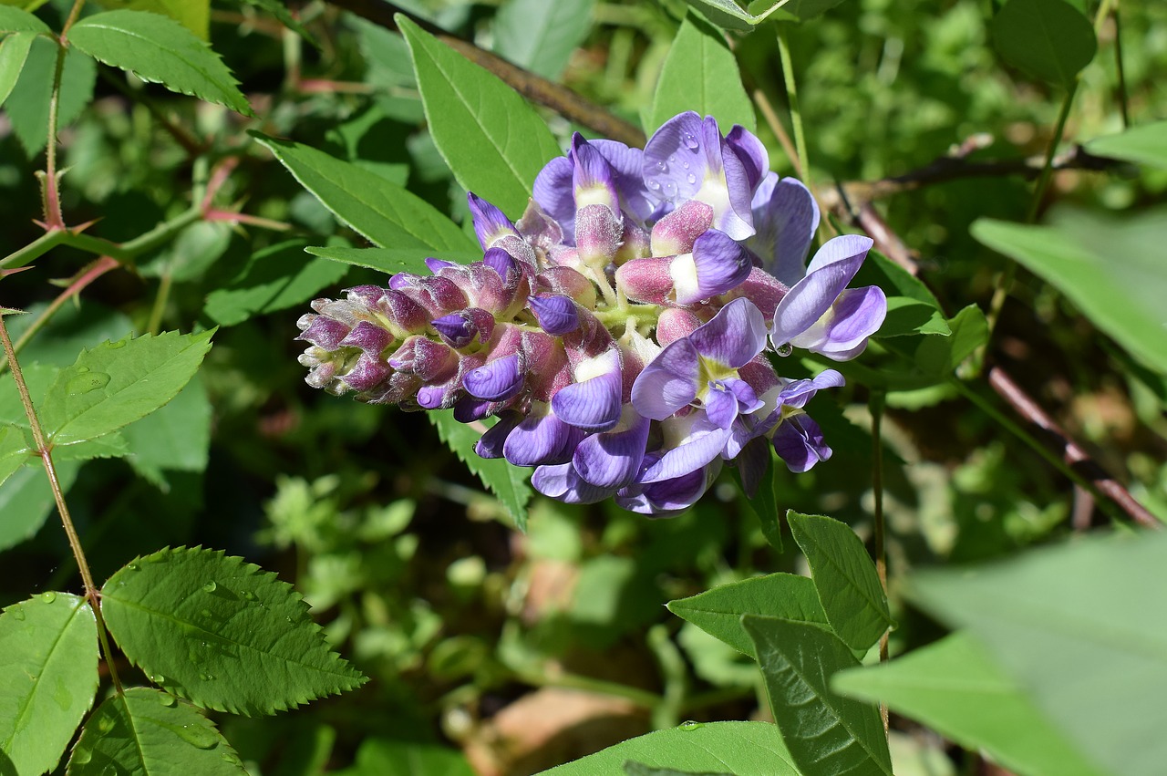 rain-wet wisteria raindrops flower free photo