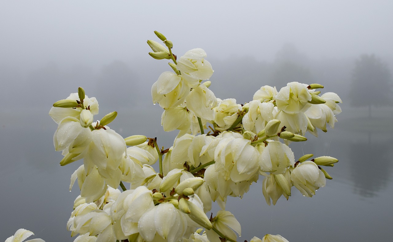 rain-wet yucca flowers morning fog fog free photo
