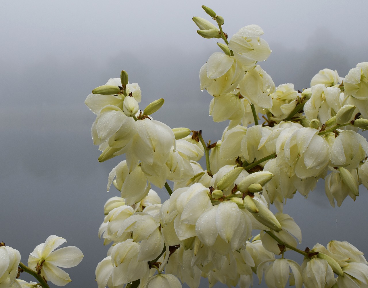 rain-wet yucca flowers morning fog fog free photo