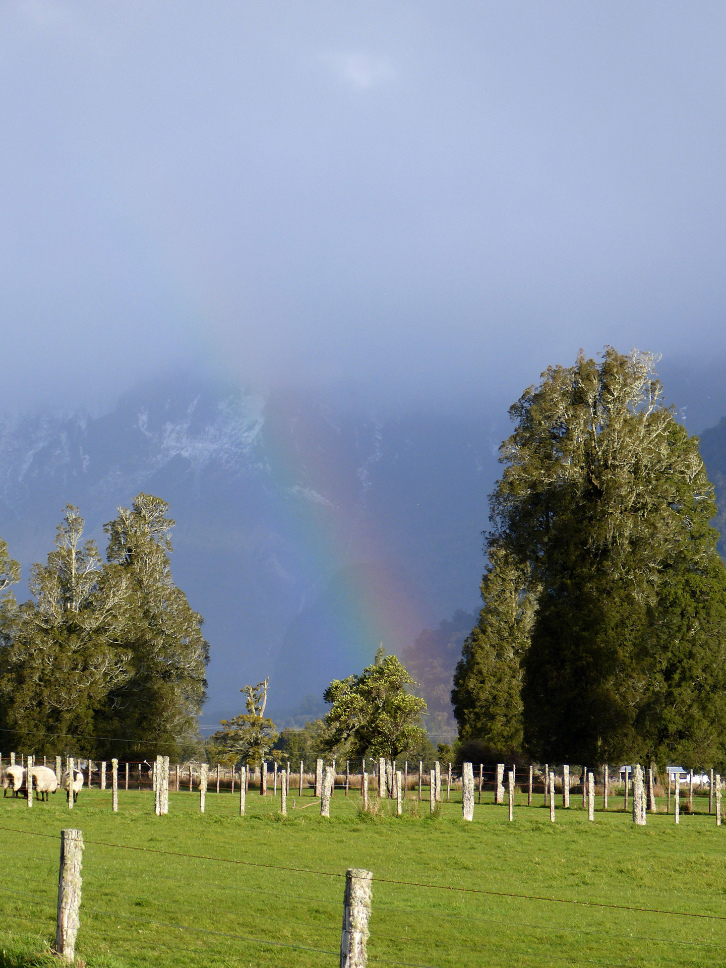 rainbow trees fox glacier free photo