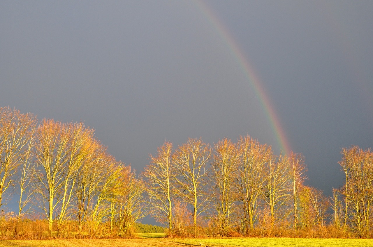 rainbow trees sky free photo