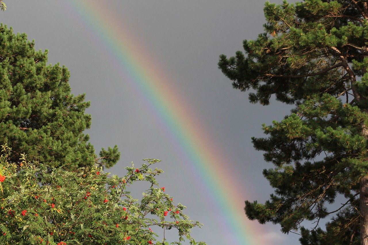 rainbow natural trees free photo