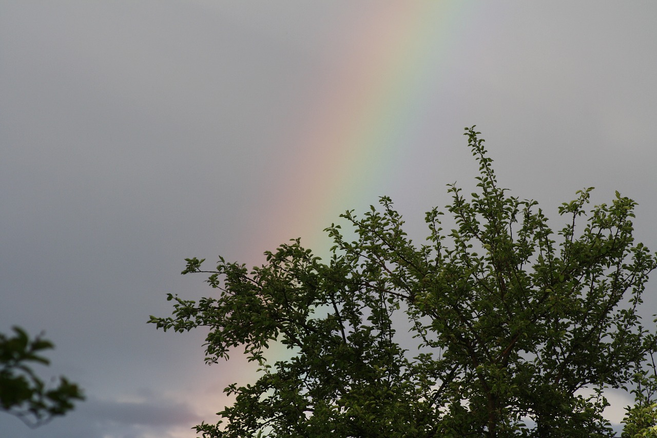 rainbow tree nature free photo