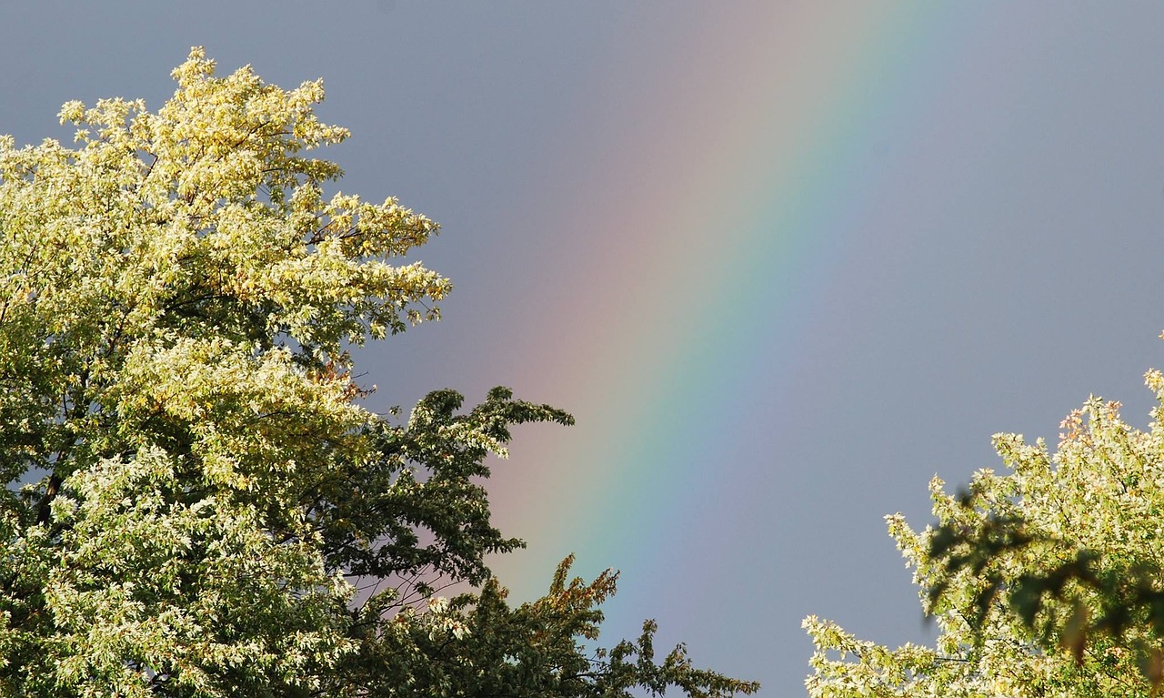 rainbow tree trees free photo