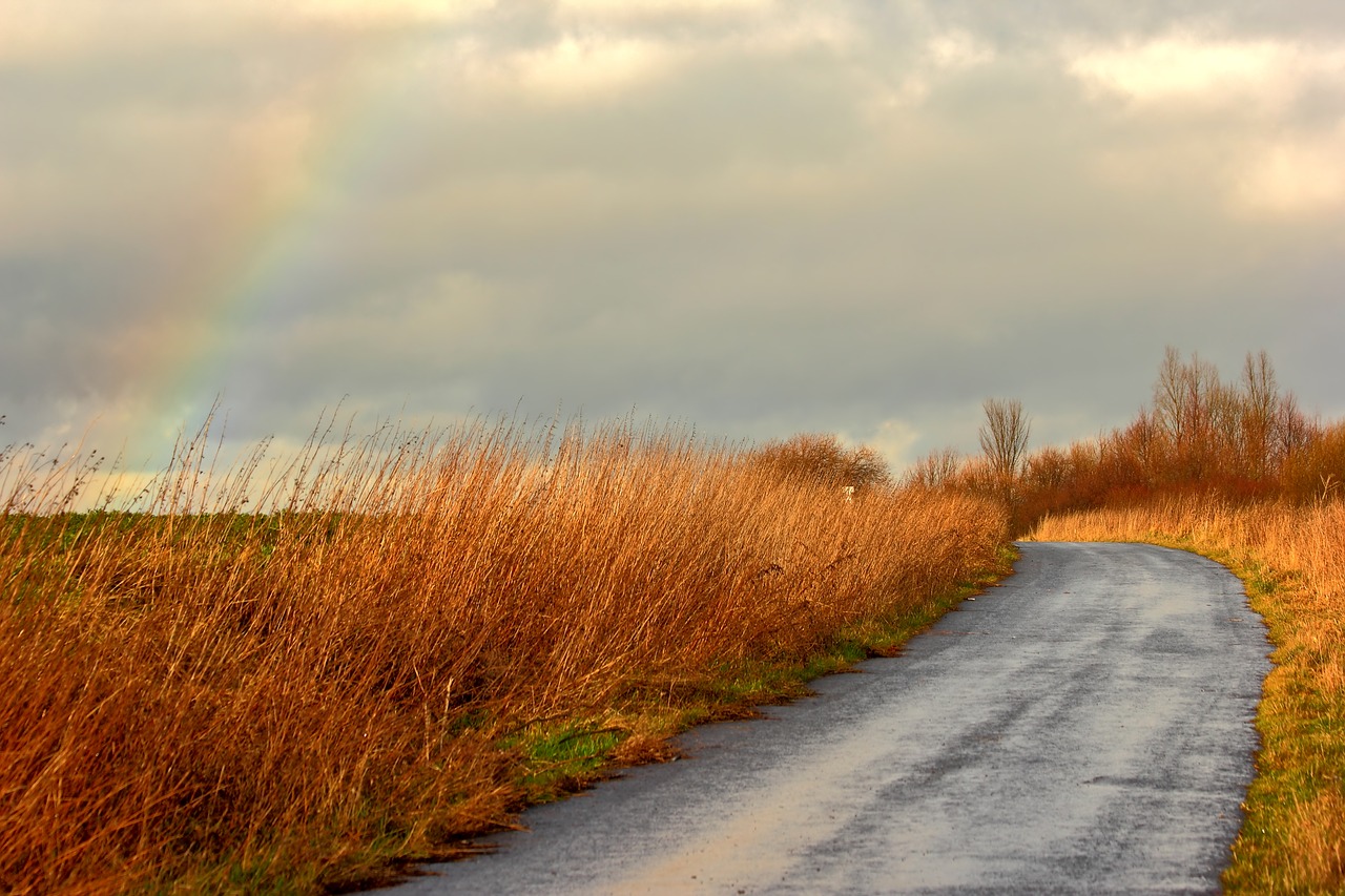 rainbow away forest free photo