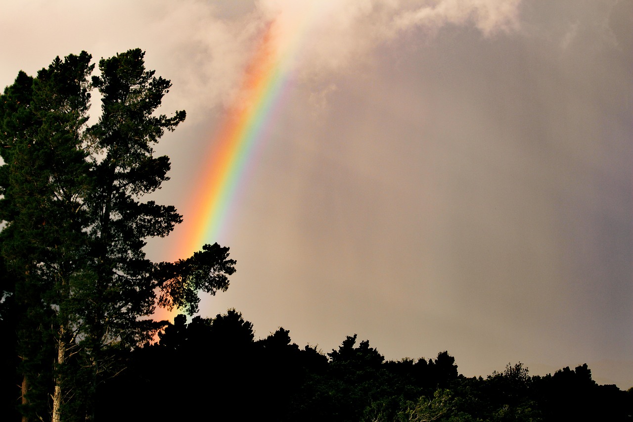 rainbow nature tree free photo