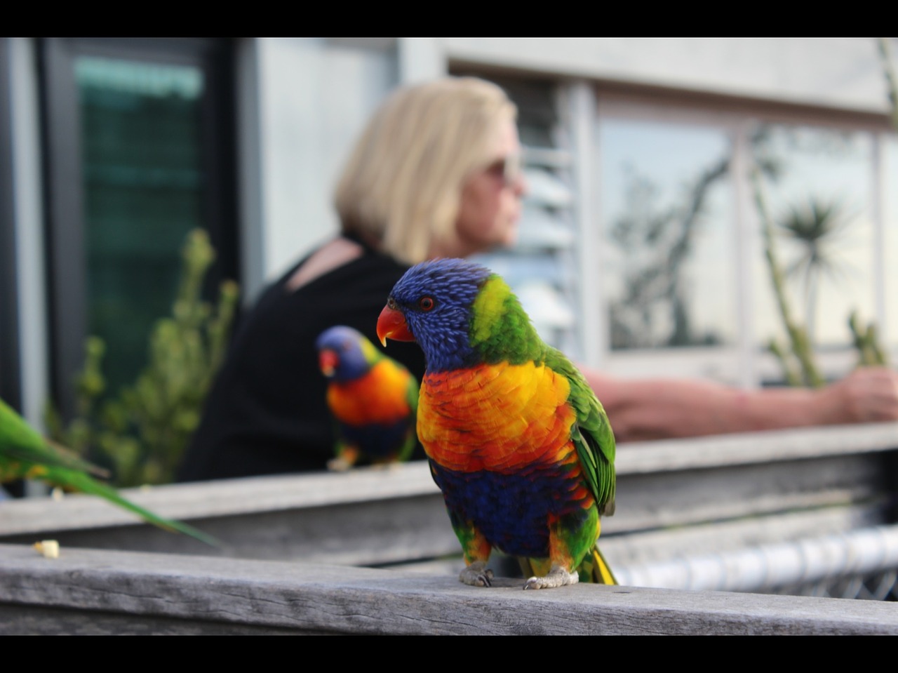 rainbow lorikeet parrot free photo