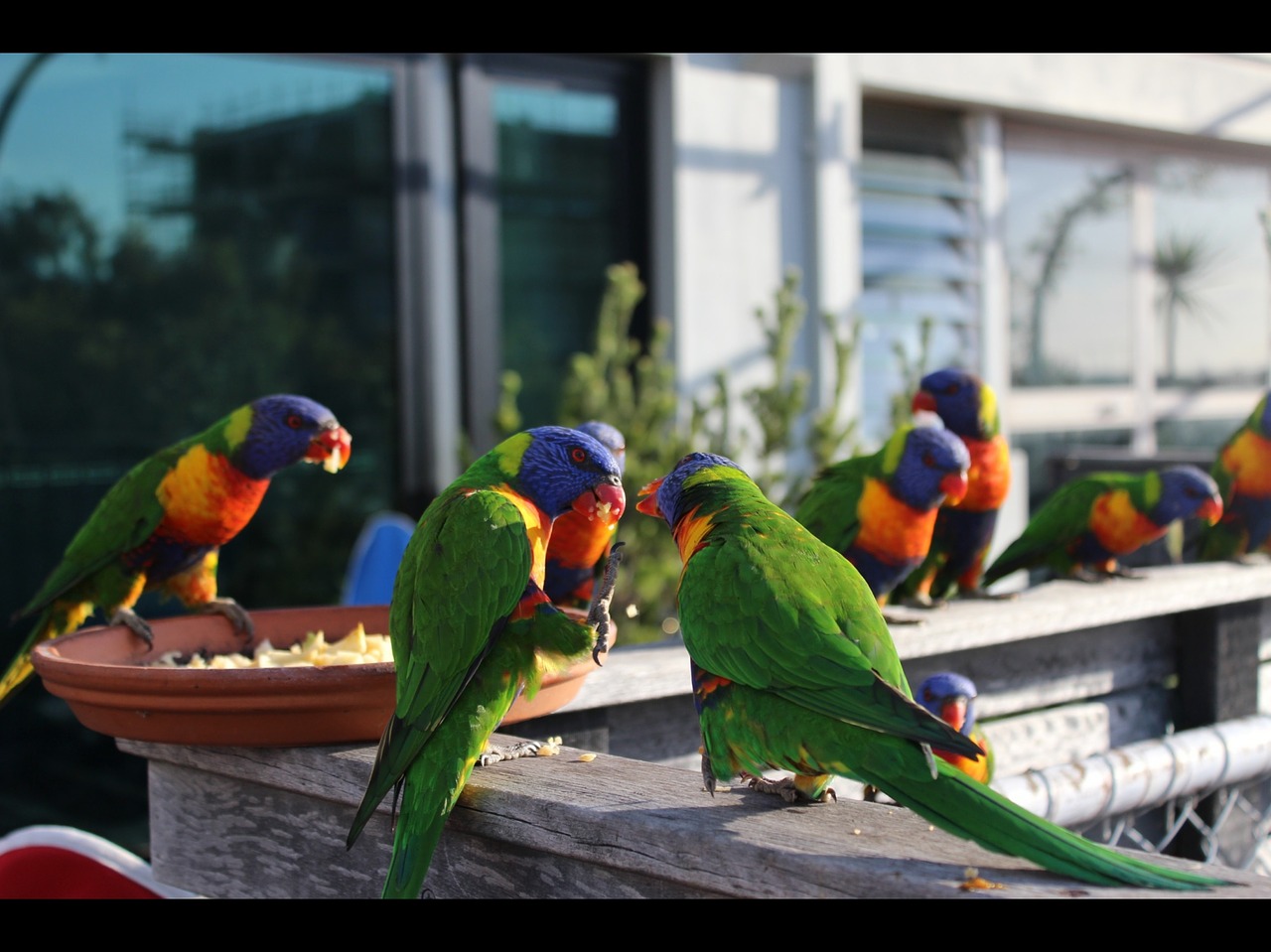 rainbow lorikeet parrot free photo