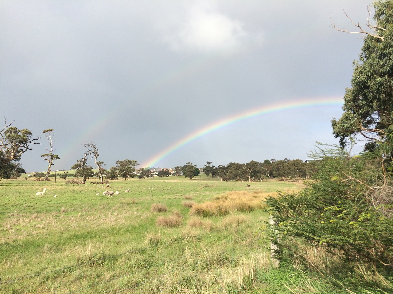 rainbow sheep field free photo