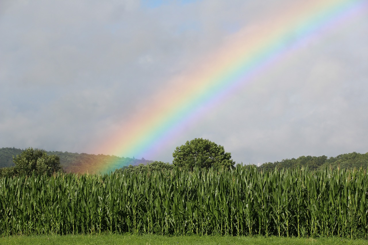 rainbow cornfield green free photo