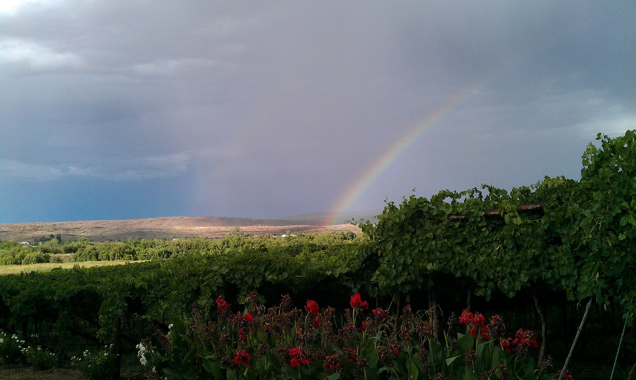 rainbow winery south africa free photo