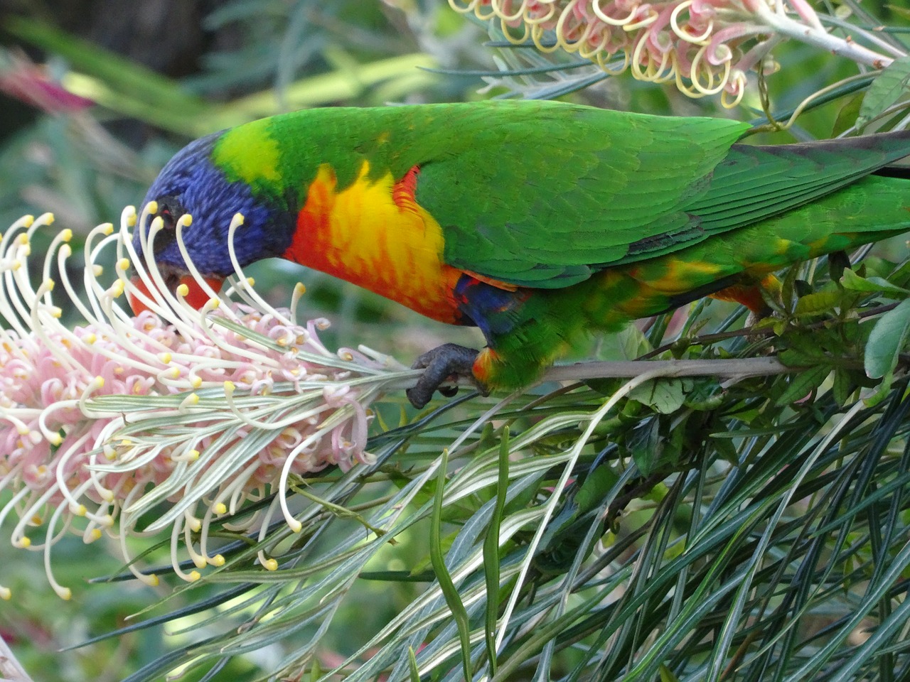 rainbow lorikeet australia free photo