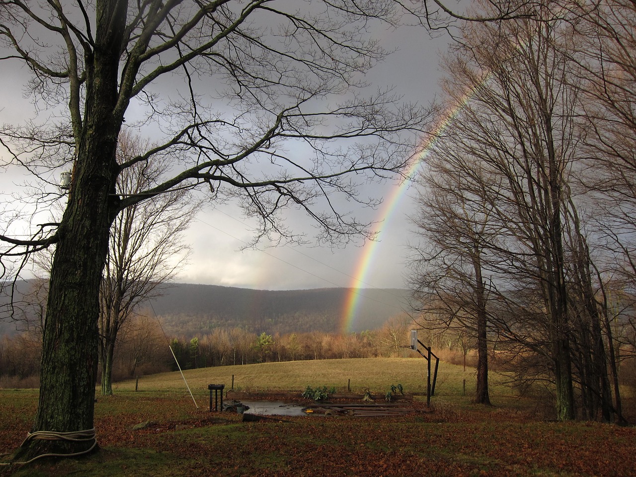 rainbow trees after the rain free photo