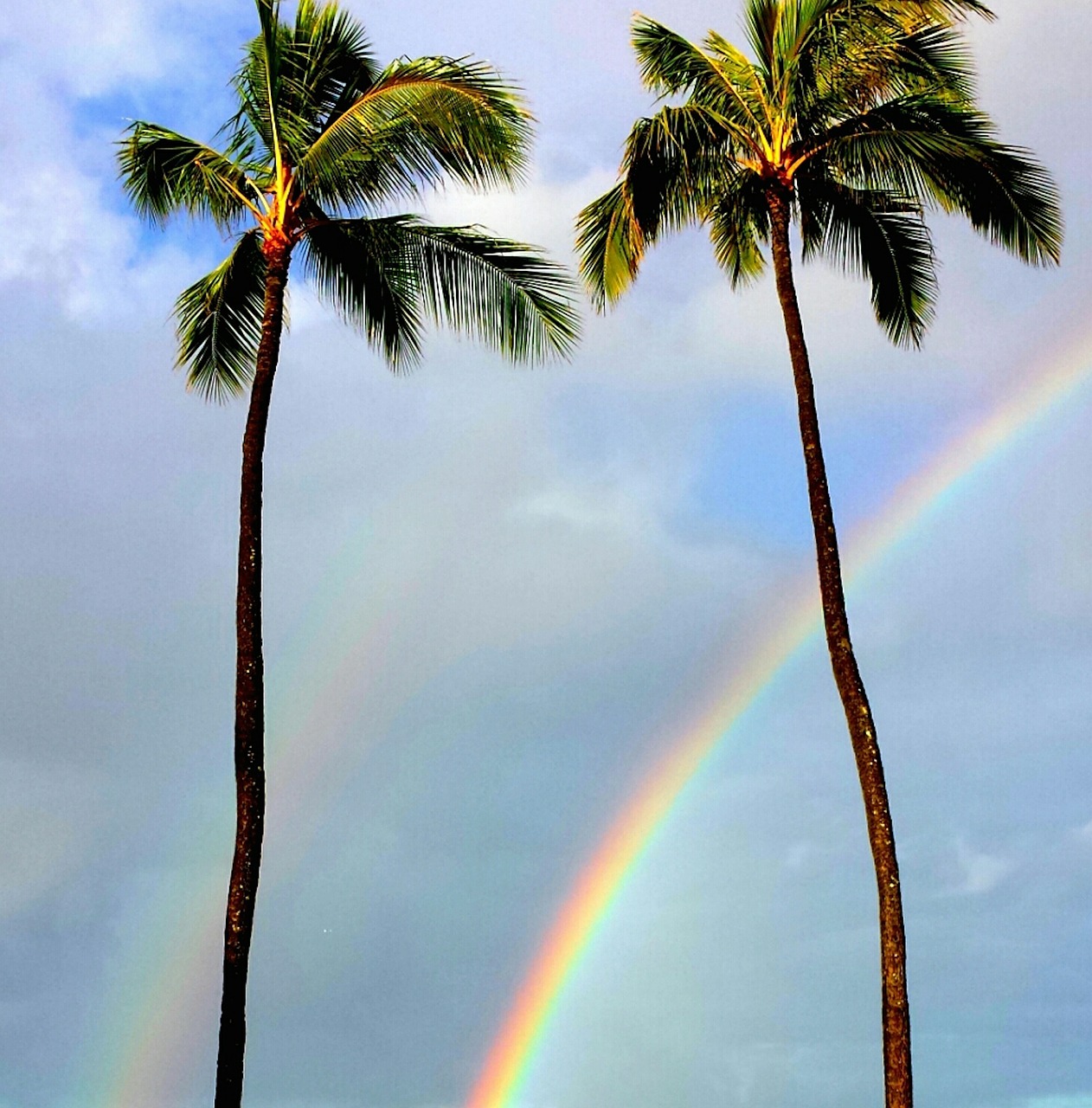 rainbow palm trees tropical free photo