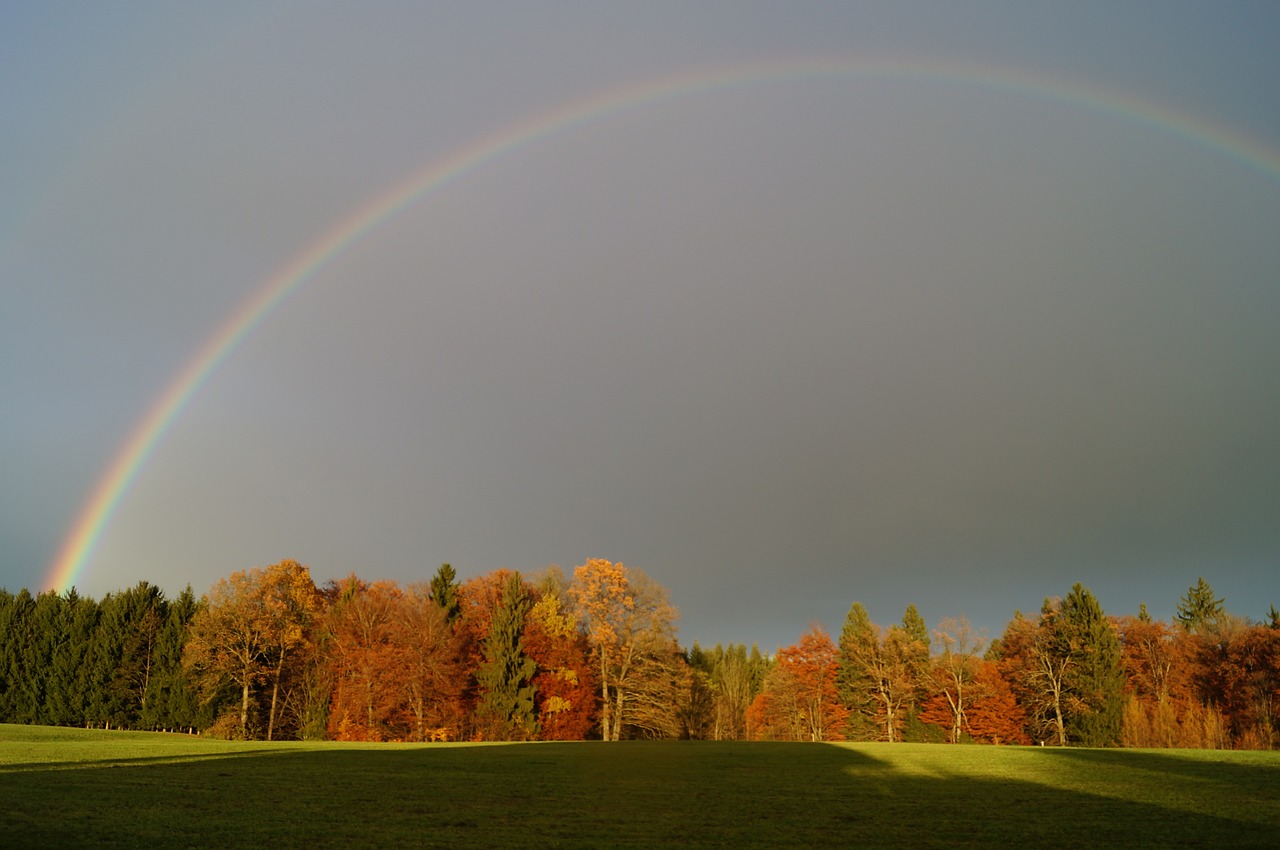 rainbow rainbow colors forest free photo