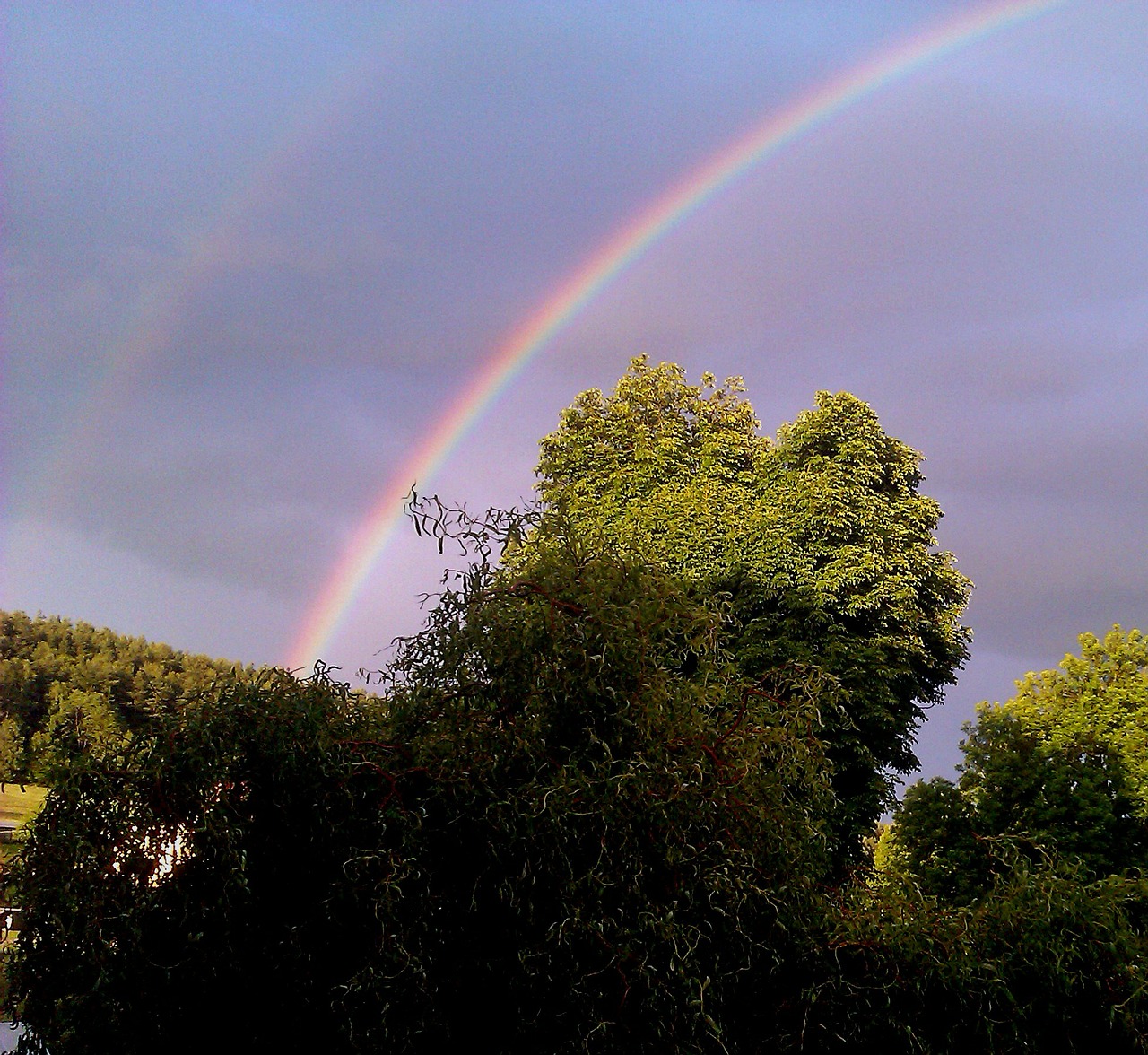 rainbow trees heaven free photo