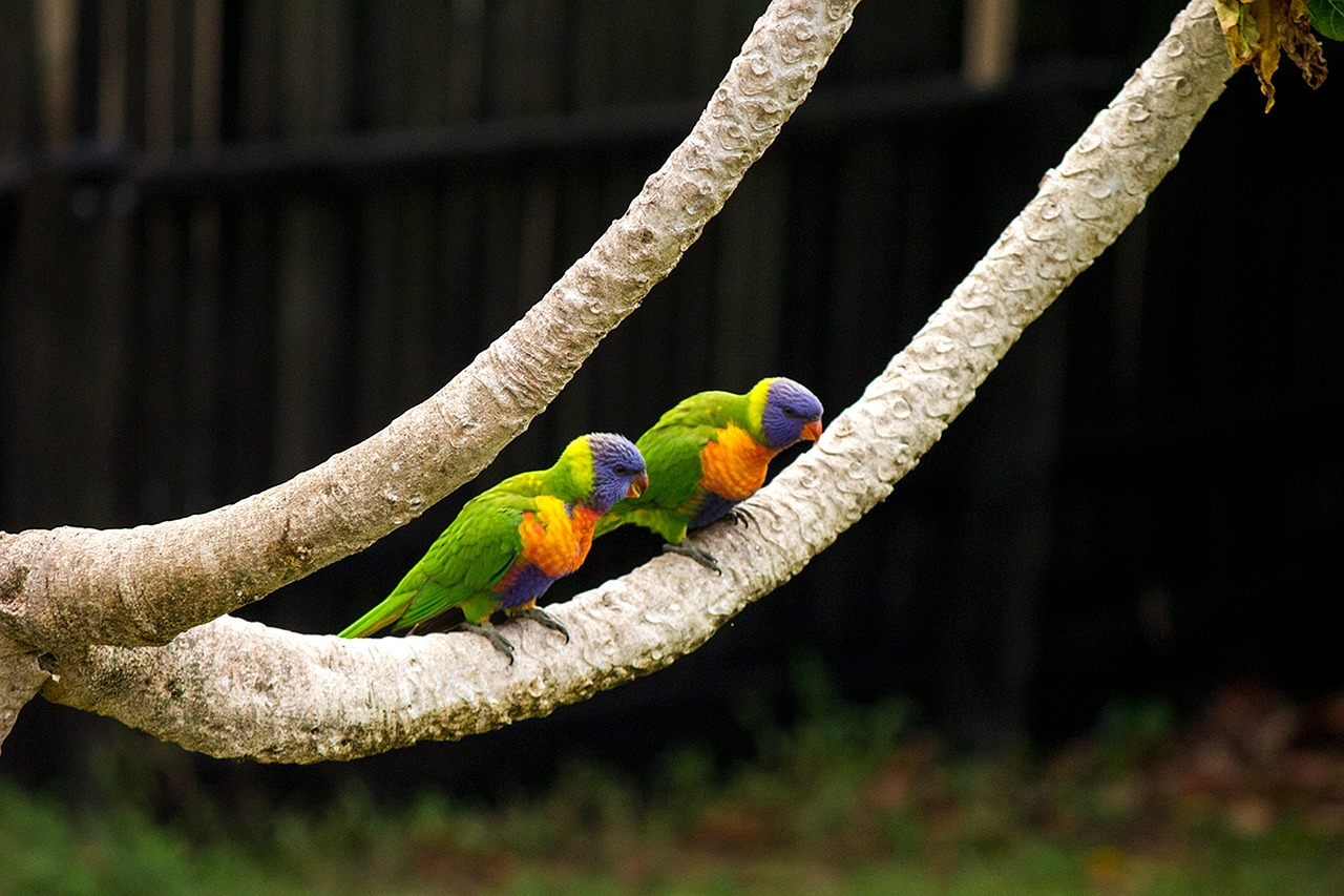 rainbow parrot tree free photo