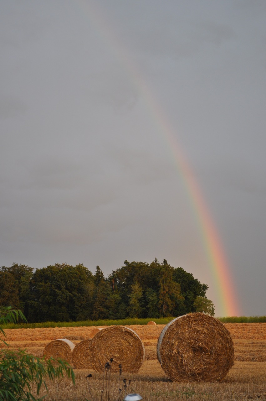 rainbow straw agriculture free photo