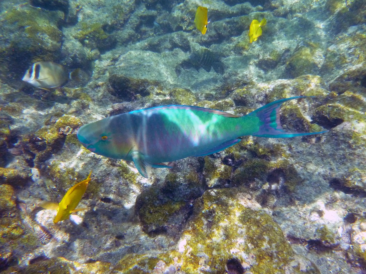 rainbow fish underwater free photo