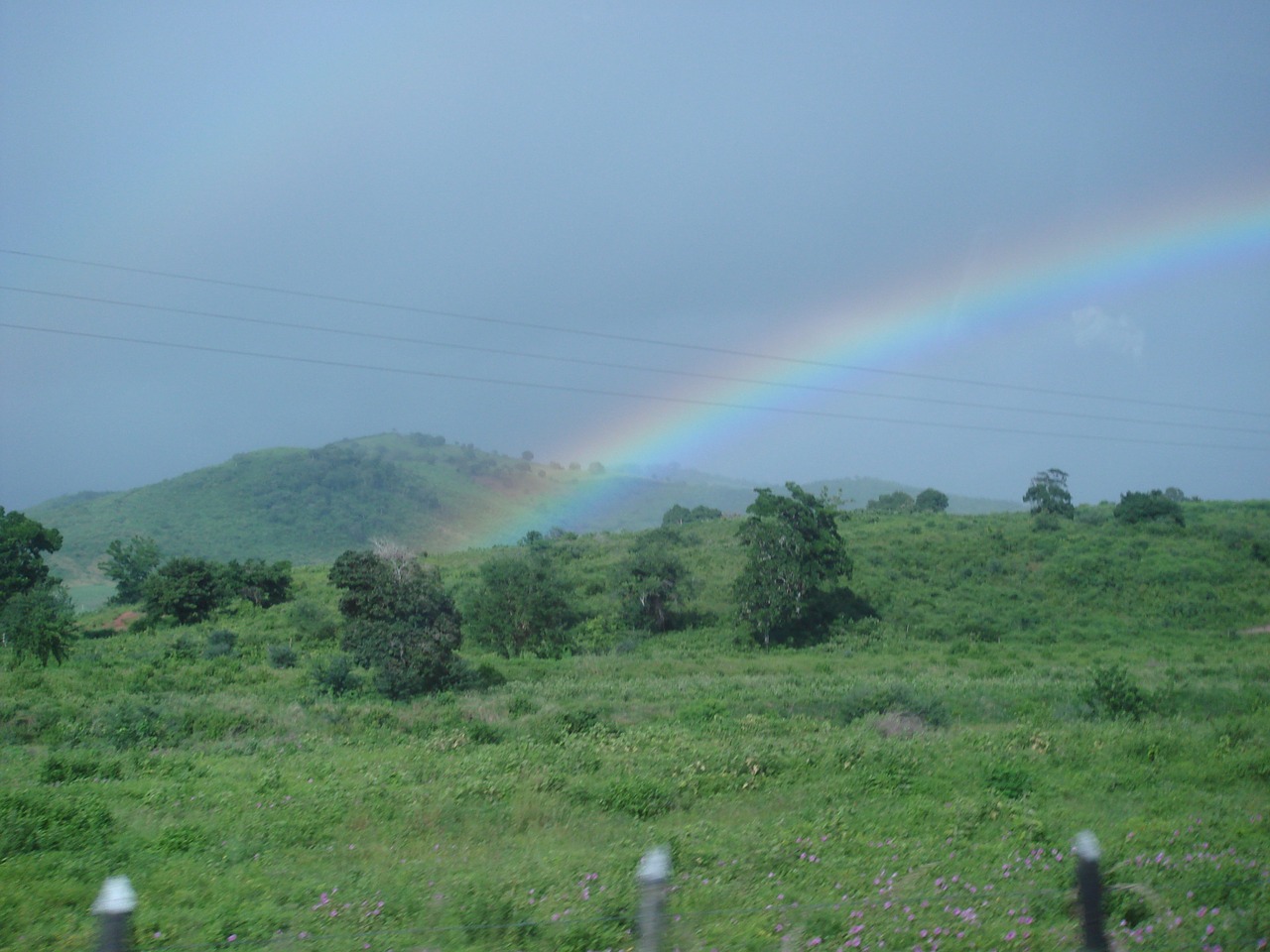 rainbow vegetation nature free photo