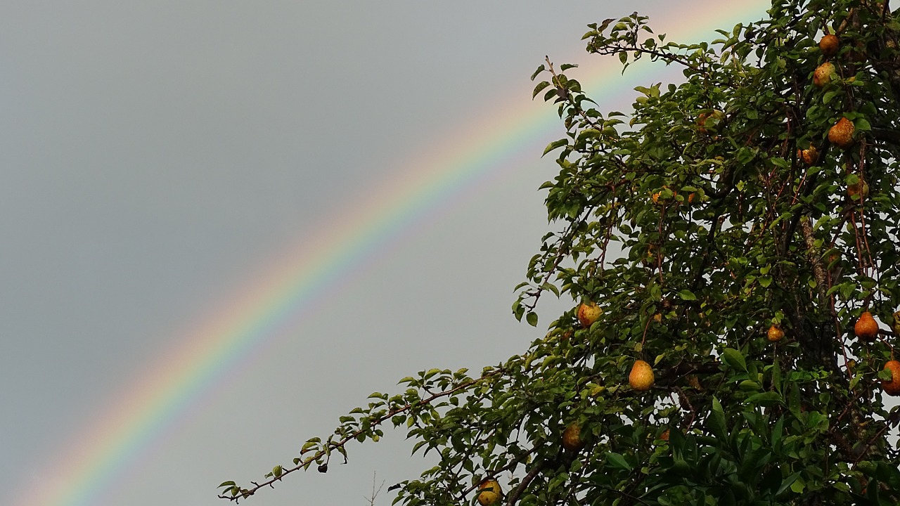 rainbow sky plant free photo