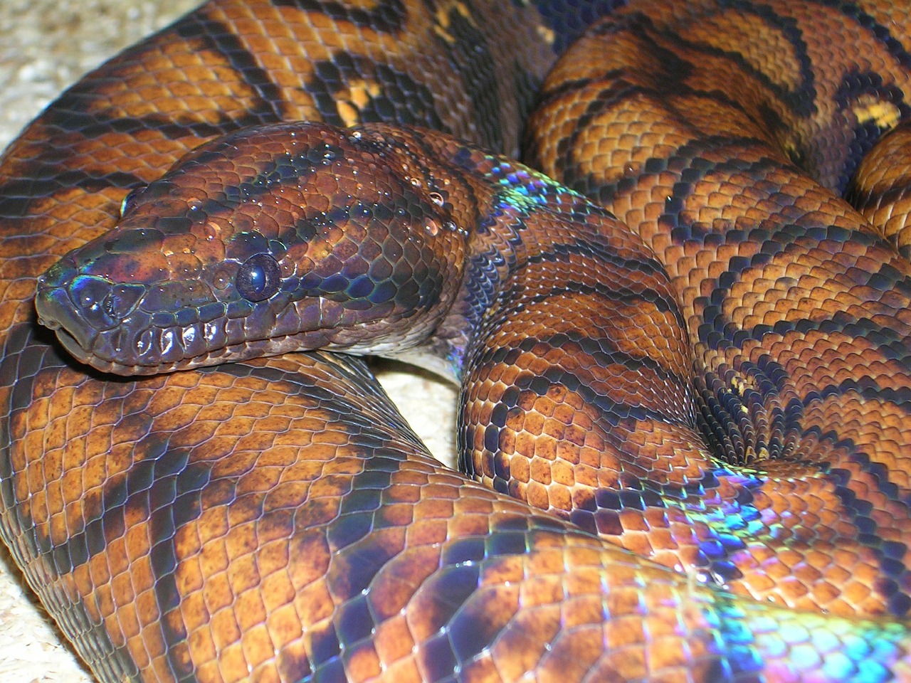 Rainbow Boa Constrictor Boa Python Epicrates Chenchria Free Image From Needpix Com