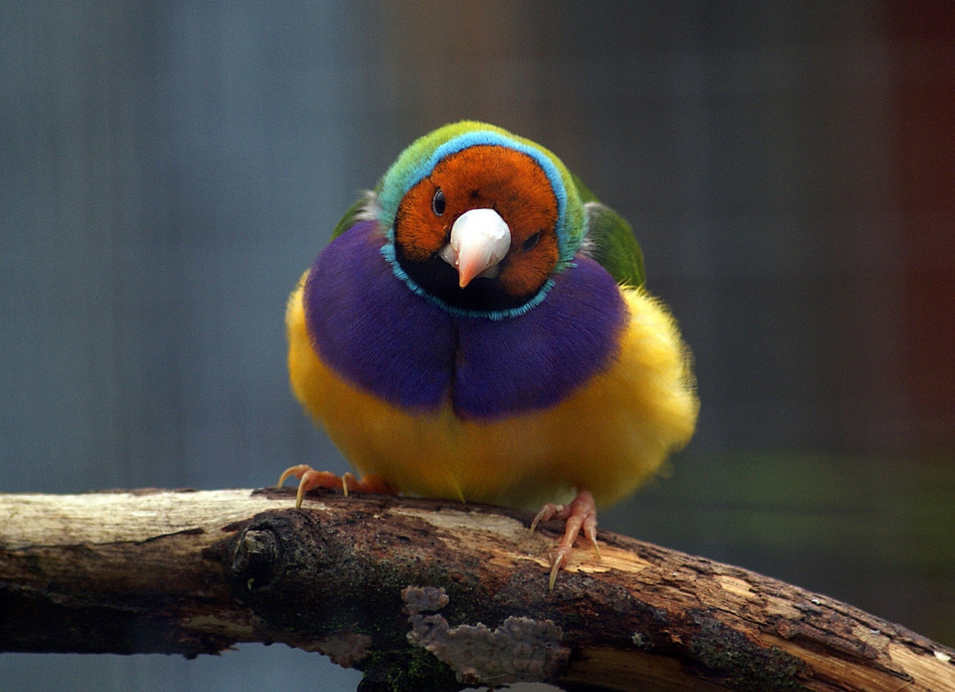 bird finch rainbow free photo