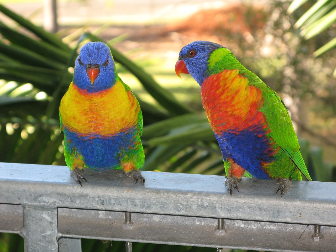 rainbow lorikeet bird lorikeet free photo