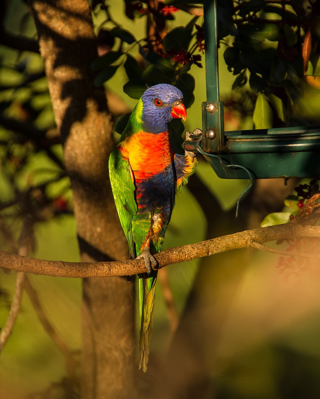 rainbow lorikeet parrot colourful free photo