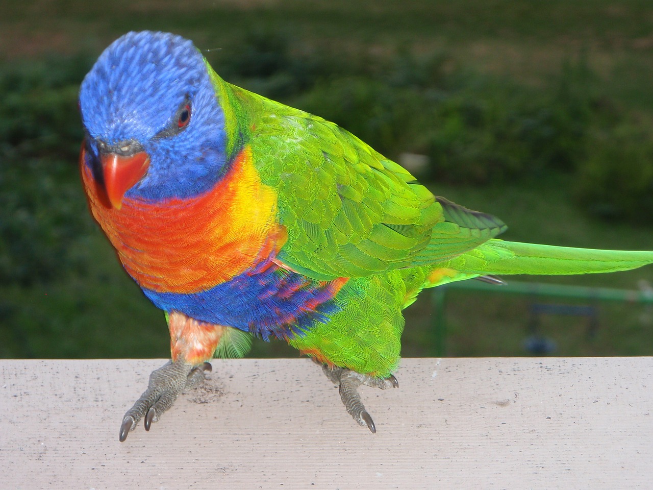 rainbow lorikeet birds ornithology free photo