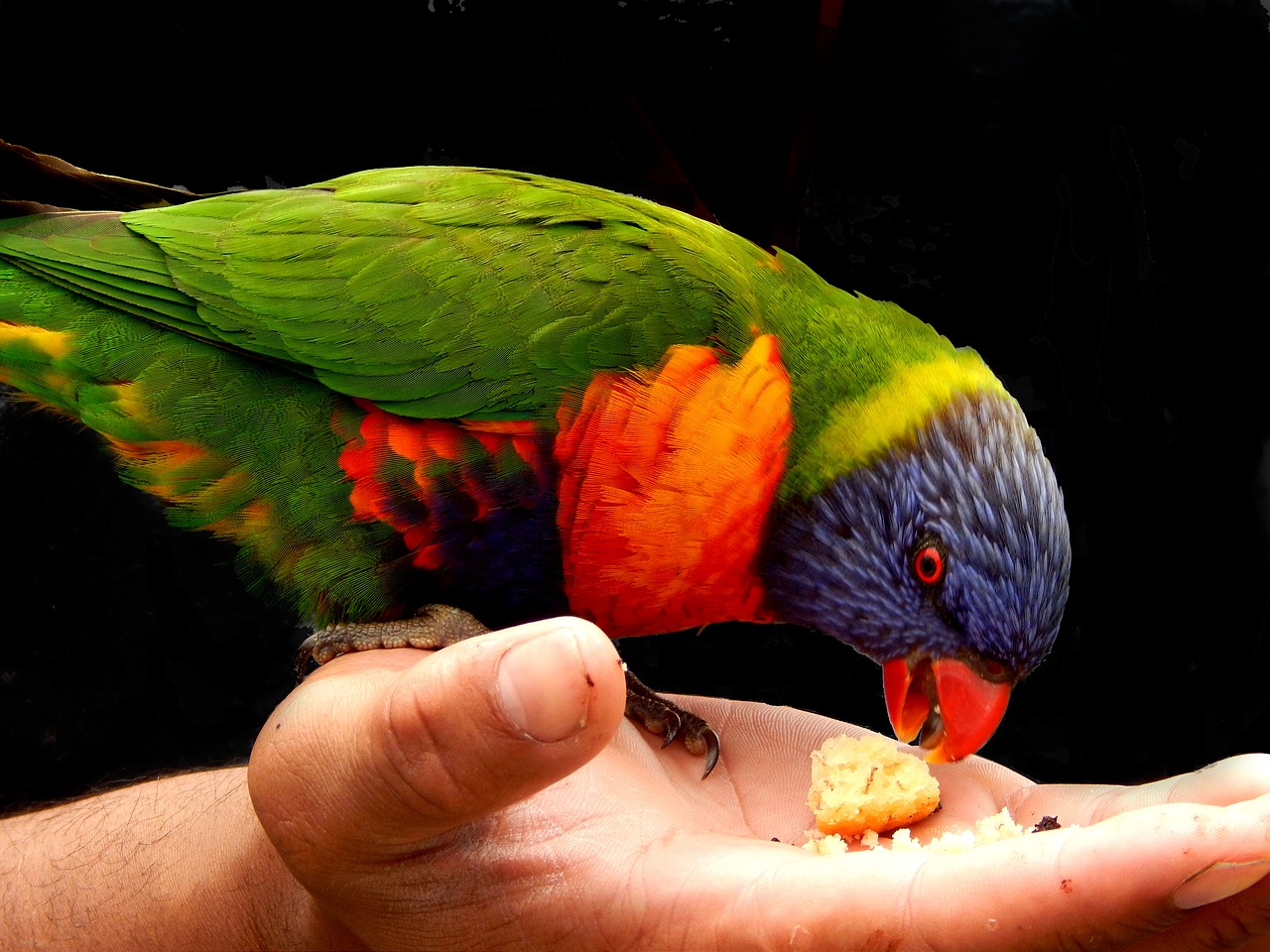 rainbow lorikeet  bird  hand feeding bird free photo