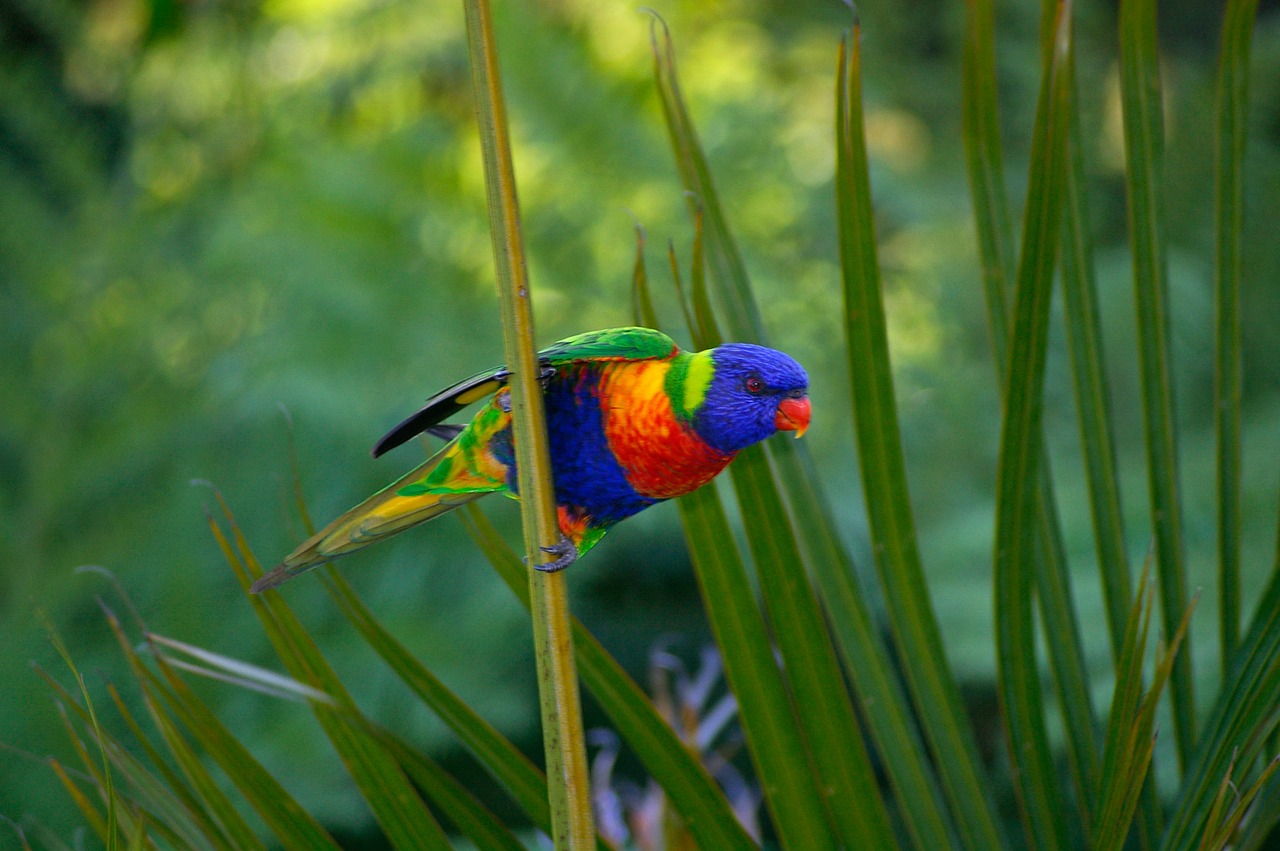 rainbow lorikeet parrot lorikeet free photo