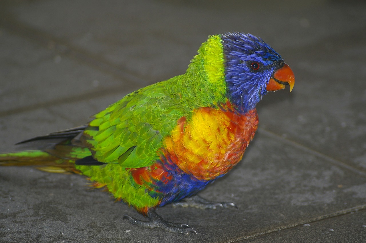 rainbow lorikeet  parrot  wild free photo