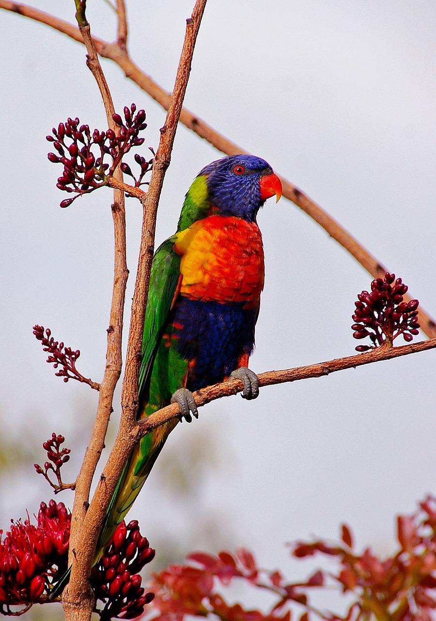 rainbow lorikeet  parrot  colourful free photo