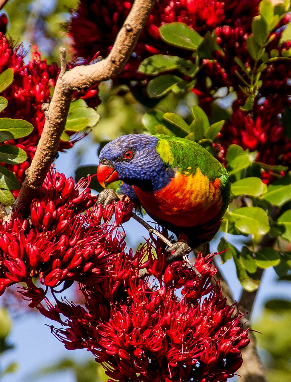 rainbow lorikeet parrot colourful free photo