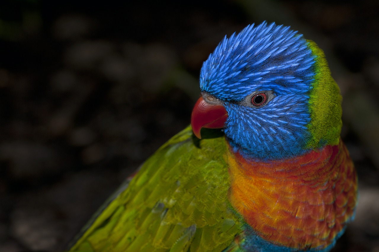 rainbow lorikeet rainbow parrot parrot free photo