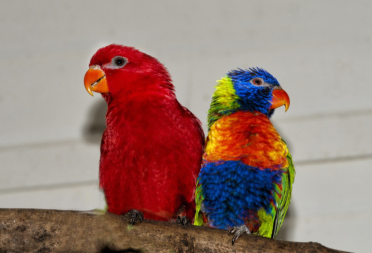 rainbow lorikeet lori red rainbow parrot free photo