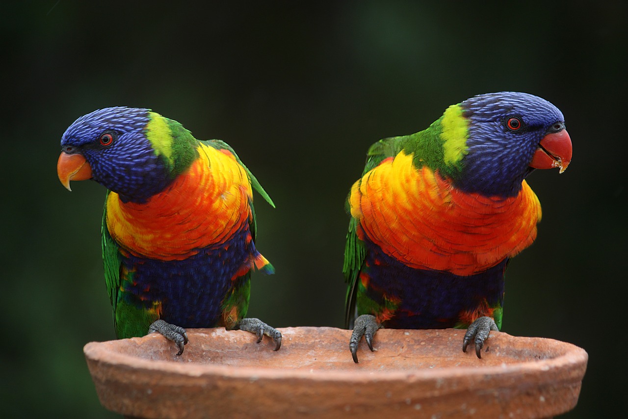 rainbow lorikeet parrots australia free photo