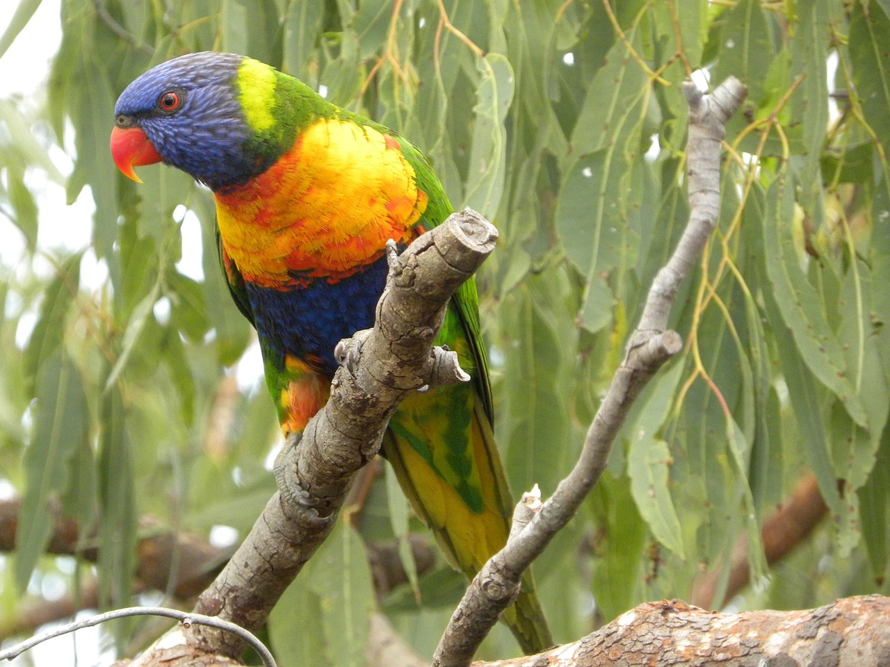 rainbow lorikeet trichoglossus moluccanus birds free photo