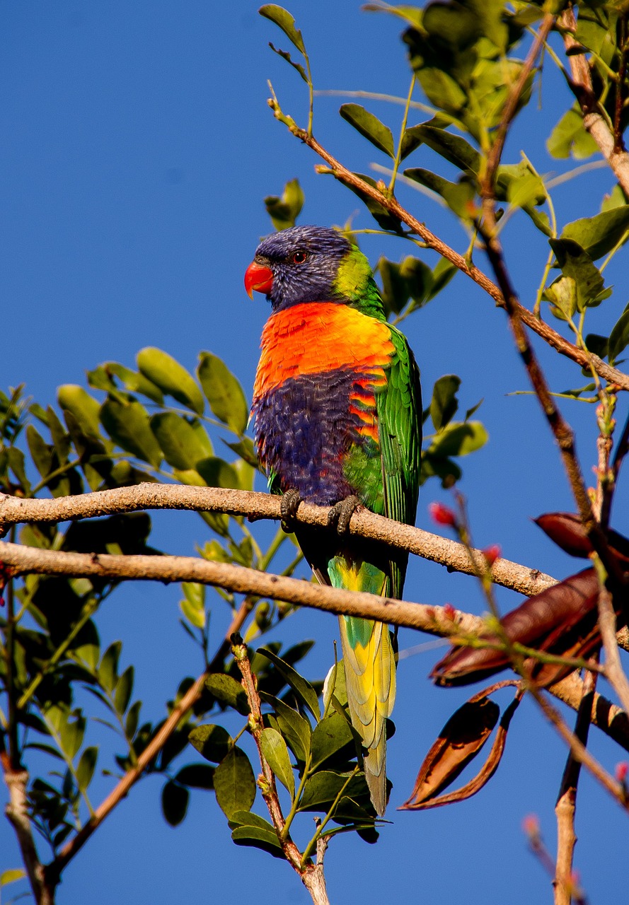 rainbow lorikeet parrot colourful free photo