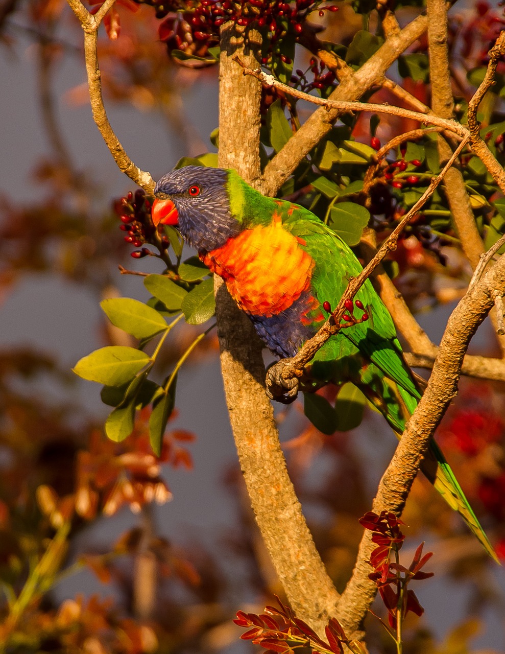 rainbow lorikeet parrot colourful free photo