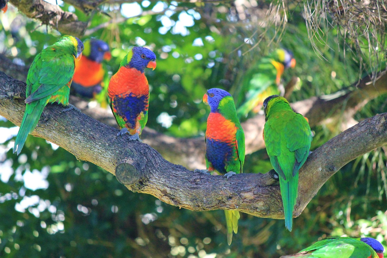 rainbow lorikeets birds colourful free photo