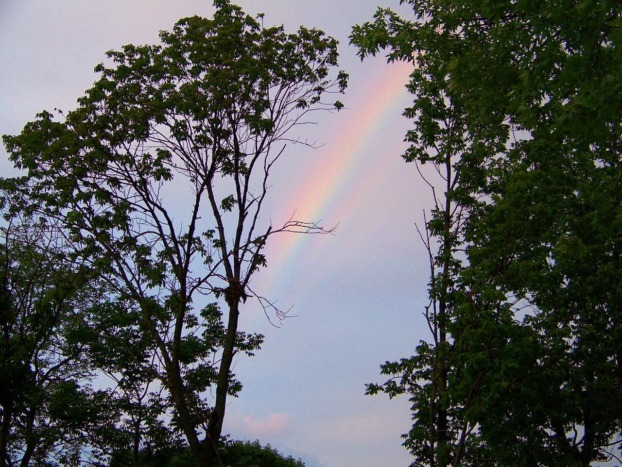 rainbow trees summer free photo