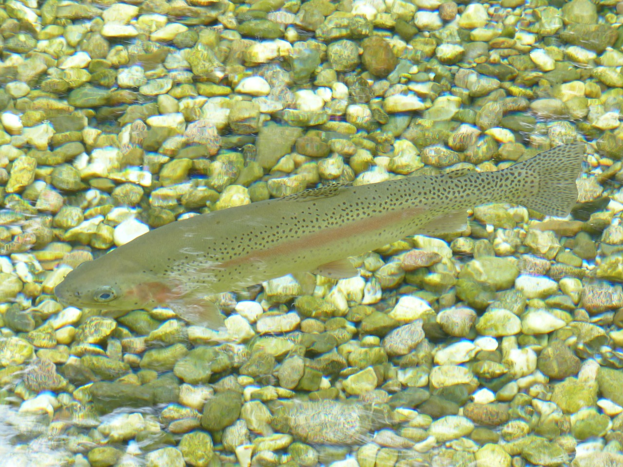 rainbow trout fish trout free photo